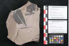 Foto (Objekt + Etikett) von Persea heerii Ettingshausen (NHMW-GEO-2024-0188-8061a)